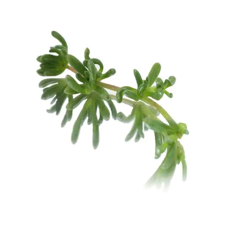 collins-nurtured-Salty Fingers.webp